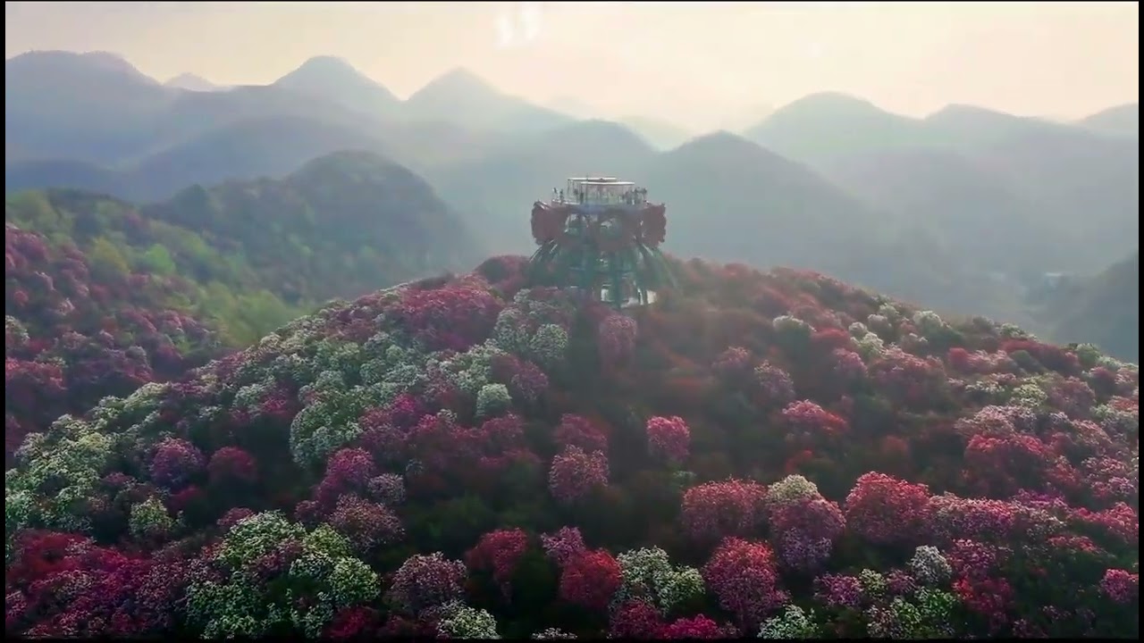 The Baili Rhododendron Scenic Area is known as 