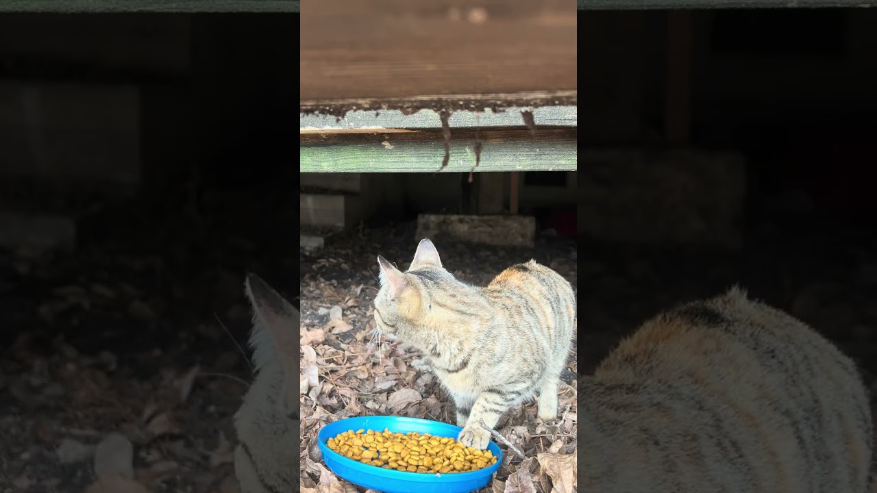 Stray kitty staying under our porch after big Texas freeze eating