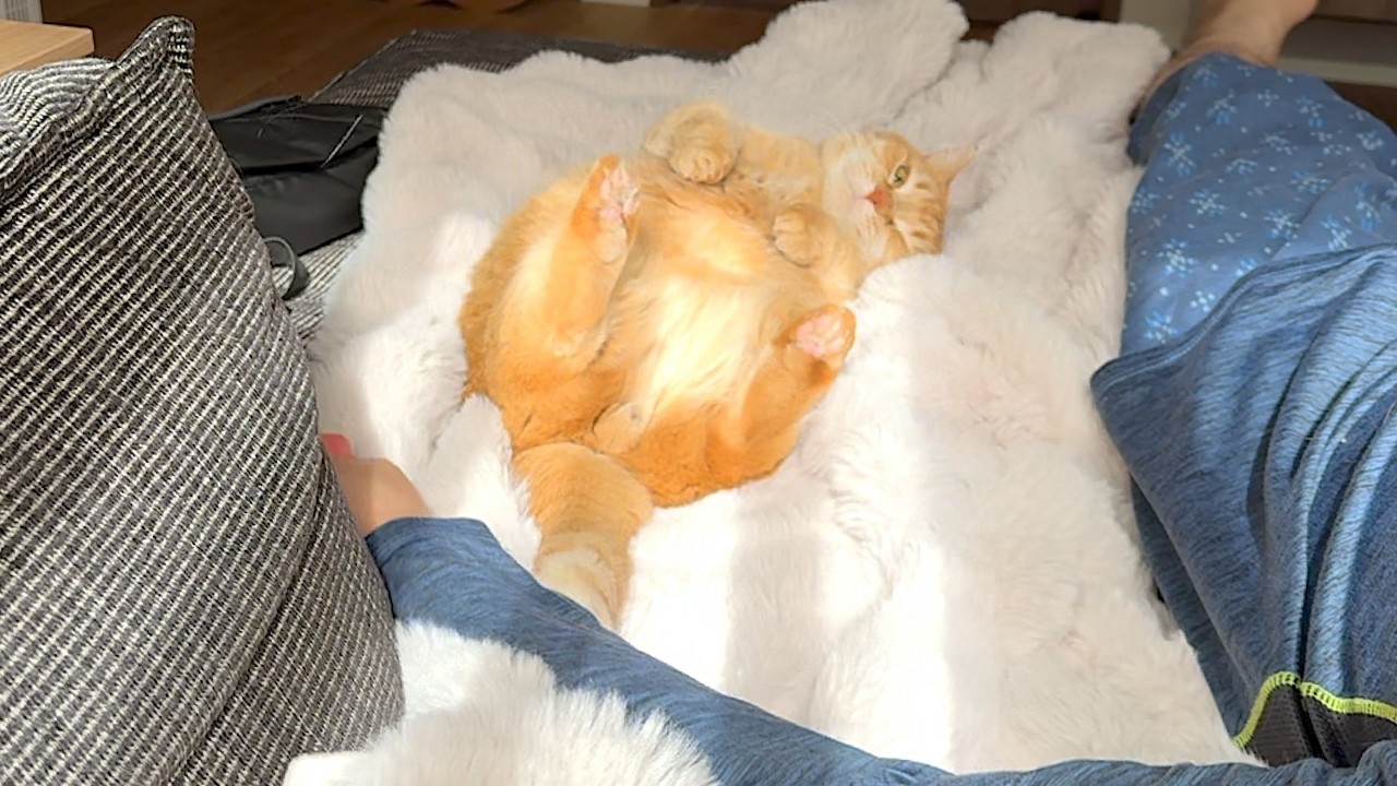 ひなたぼっことパパのゴッドハンドで溶けちゃう猫