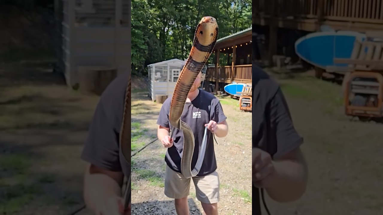 MASSIVE Brown Forest Cobra (Naja subfulva) #venomoussnakes #reptiles #dangerous #cobra