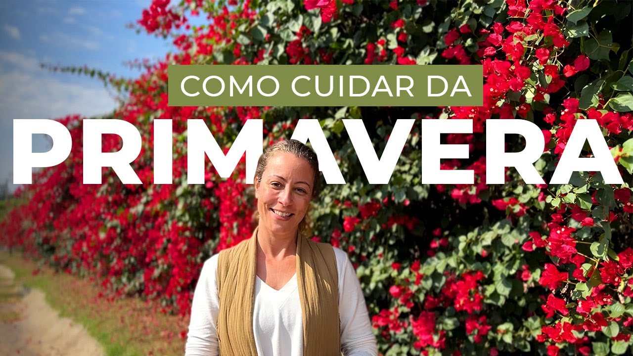 COMO CUIDAR de PRIMAVERA: tudo sobre a PLANTA BOUGANVILLE