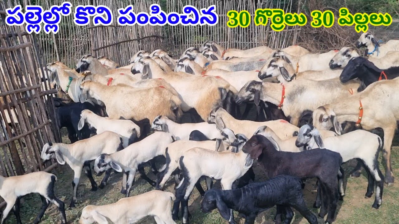 మన SUBSCRIBE కు కొనిచ్చిన 30 గొర్రెలు 30 పిల్లలు Nellore judipi sheeps kids