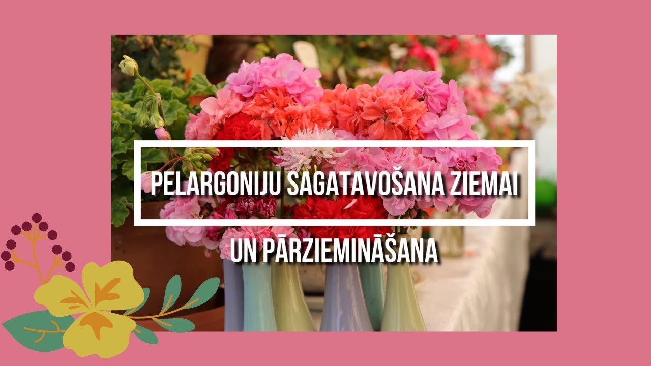 Pelargoniju sagatavošana ziemai & pārziemināšana.