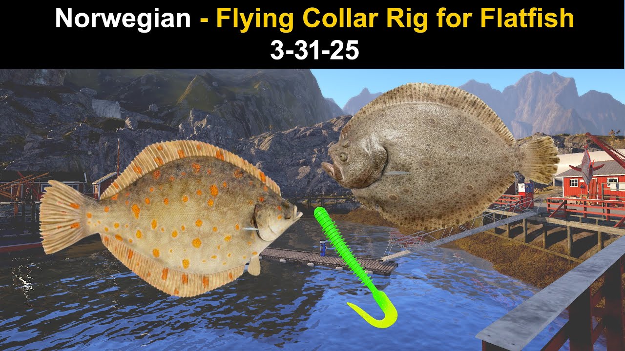 Russian Fishing 4, Norwegian - Flying Collar Rig for Flatfish 3-31-25