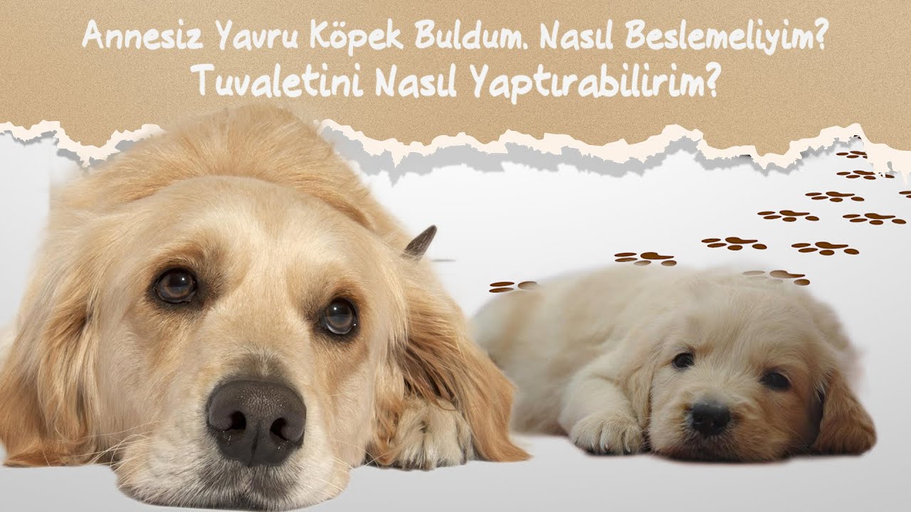 KÖPEK BAKIMI │ ANNESİZ YAVRU KÖPEK BULDUM, NASIL BESLERİM? TUVALETİNİ NASIL YAPTIRIRIM?