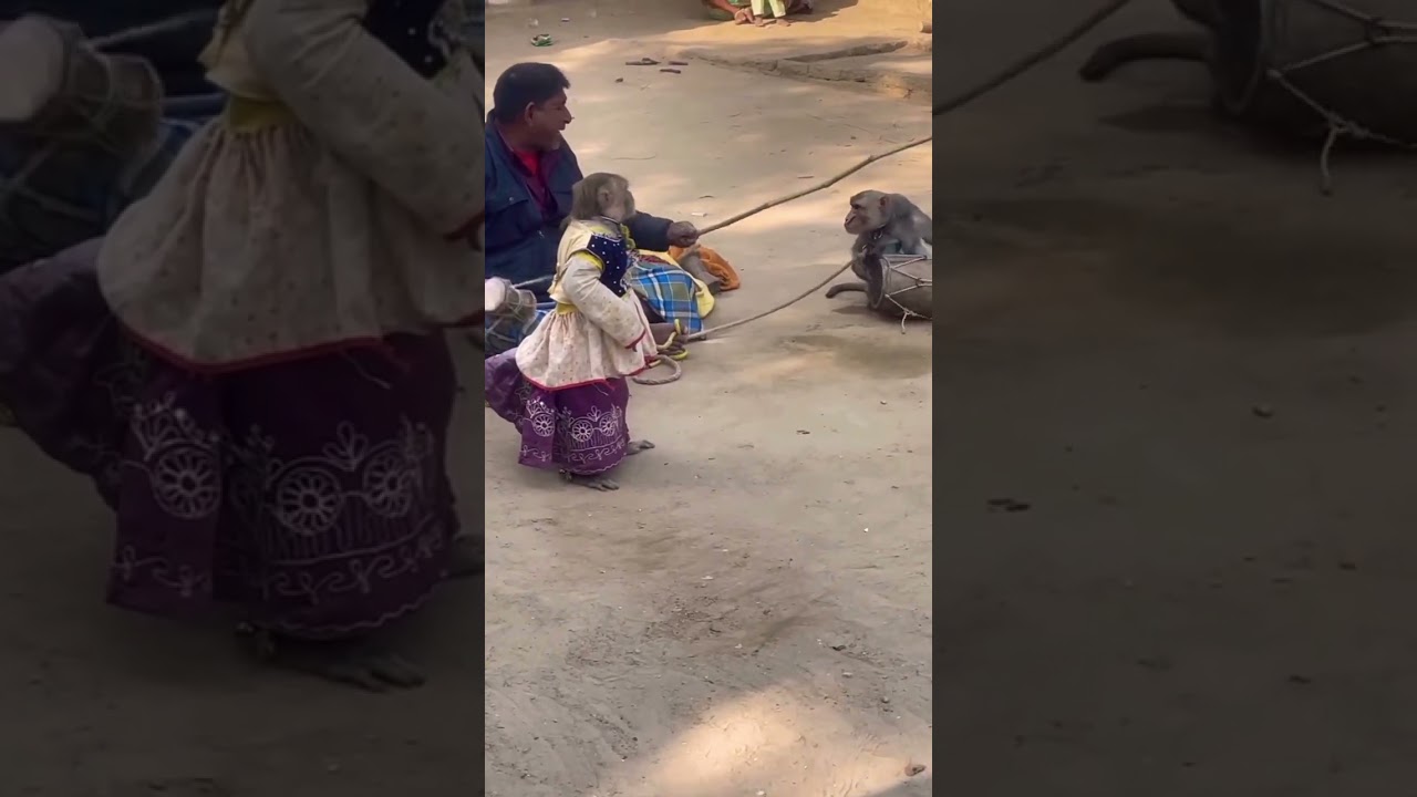 Aaji Aama Ganre Mankada Nacha Dekhibe Aasa##shorstvideo##shortfeed monky vlog##shorts video viral