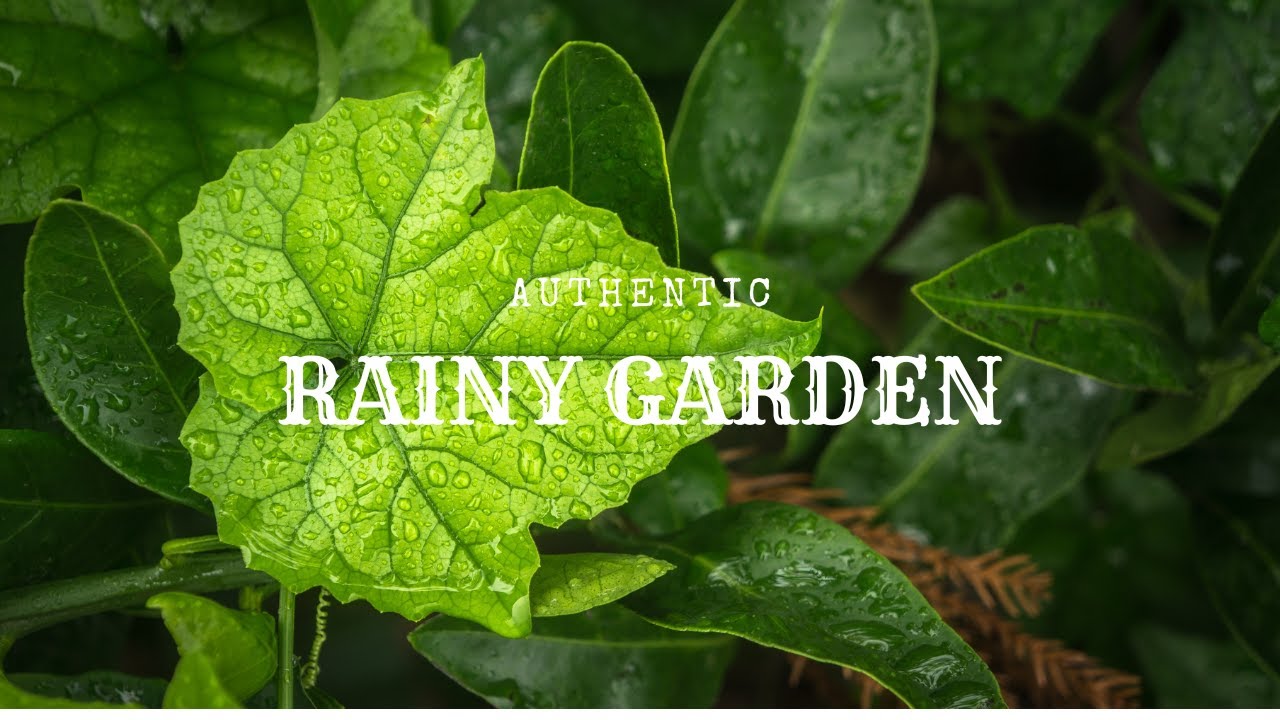 Zen Garden Rain | Minimalist Nature Ambience for Relax