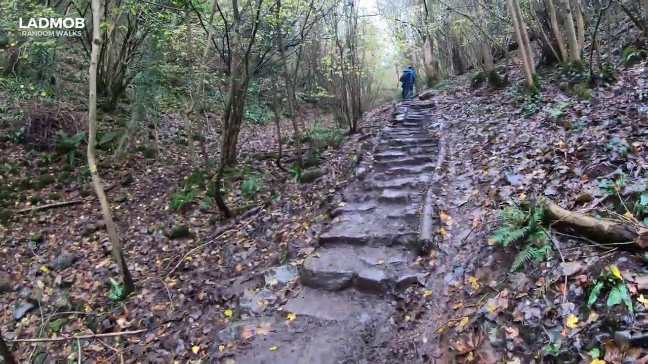 Exploring Leigh Woods | Walking in Bristol Forest