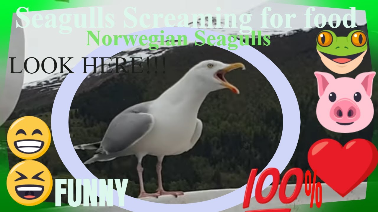 Seagulls Screaming Singing #seagulls #seagull #birds #viral #viralvideo #noisybirds