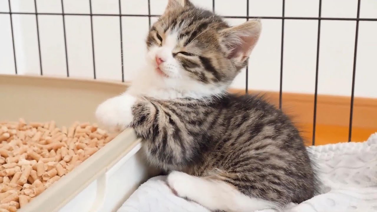 【特別編】子猫の寝顔を集めました･･･①　[Special Edition] I collected kittens' sleeping faces...①