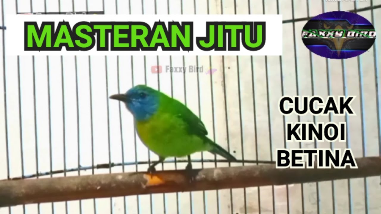 CUCAK KINOI BETINA SUARA KUMPLIT, UNTUK MASTERAN @faxxybird