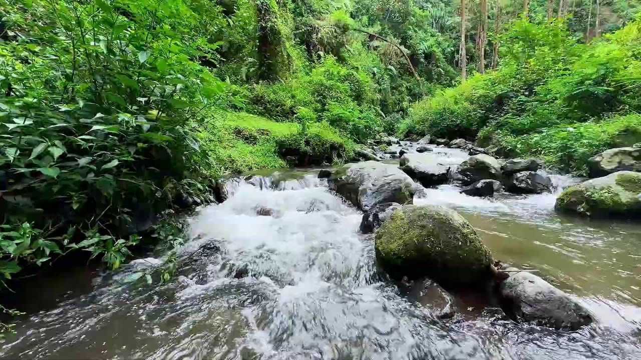 Breathe more freely with gentle river flow in a cool forest stream to ease your thoughts tonight