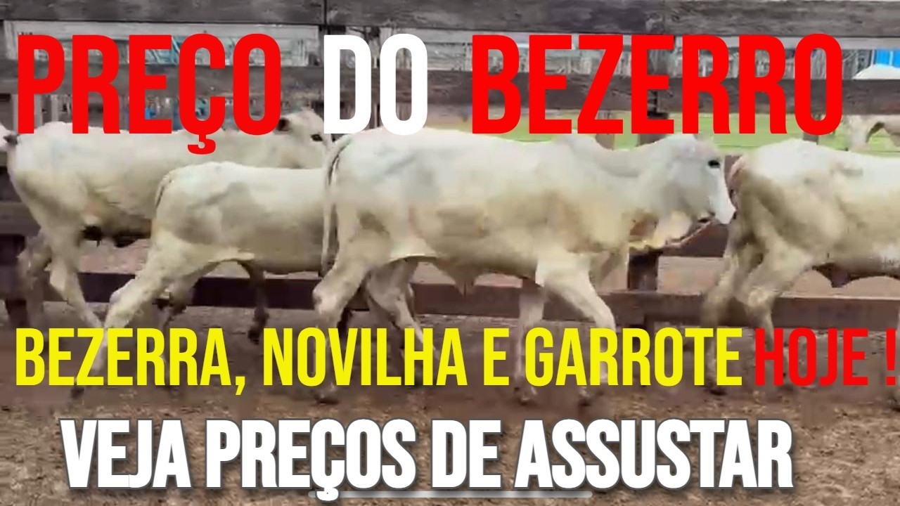 PREÇO do GADO DECOLANDO PREÇO DO BEZEERO, BEZERRA NOVILHA E GARROTE HOJE