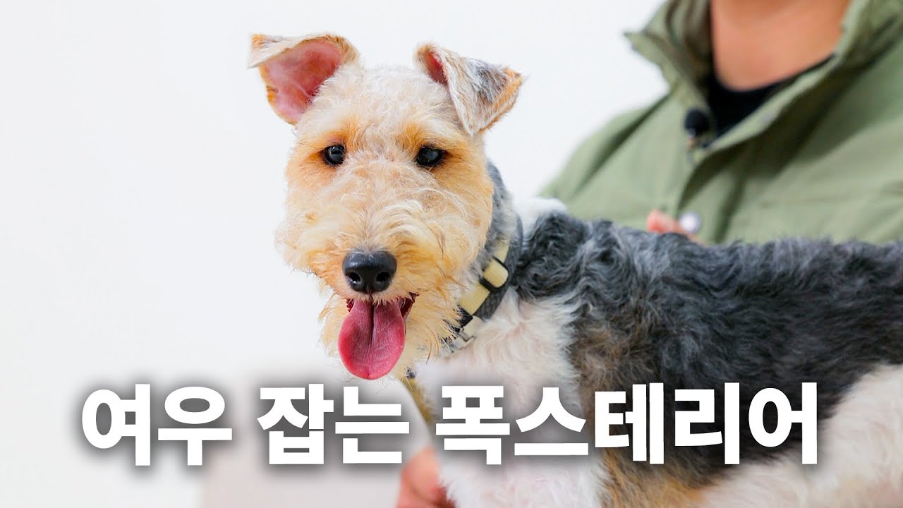 강형욱에게 트라우마가 된 견종 | 견종백과 와이어 폭스테리어편
