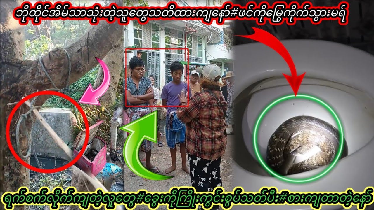 အိမ်မှာမွေးထားတဲ့#ခွေးလေးကိုပိုင်ရှင်ကိုယ်တိုင်က#ရိုက်သ-တ်ခိုင်းတာတဲ့နော်သနားစရာခွေးလေး