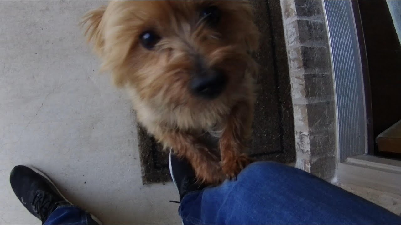 Dogs I meet on the job | Bling the Pane