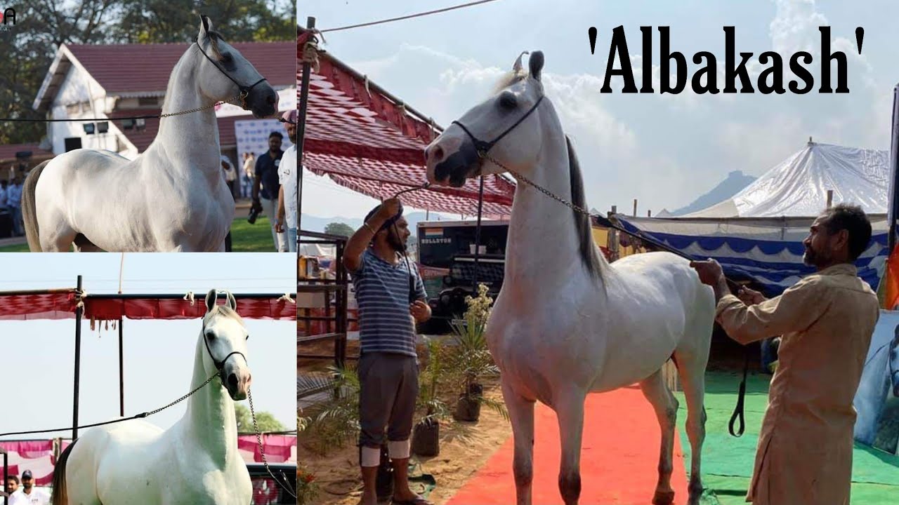 Marawadi champion Stallion :- Albakash | Empire Stud Farm | Aarpi Gill | Marawadi Show Champion