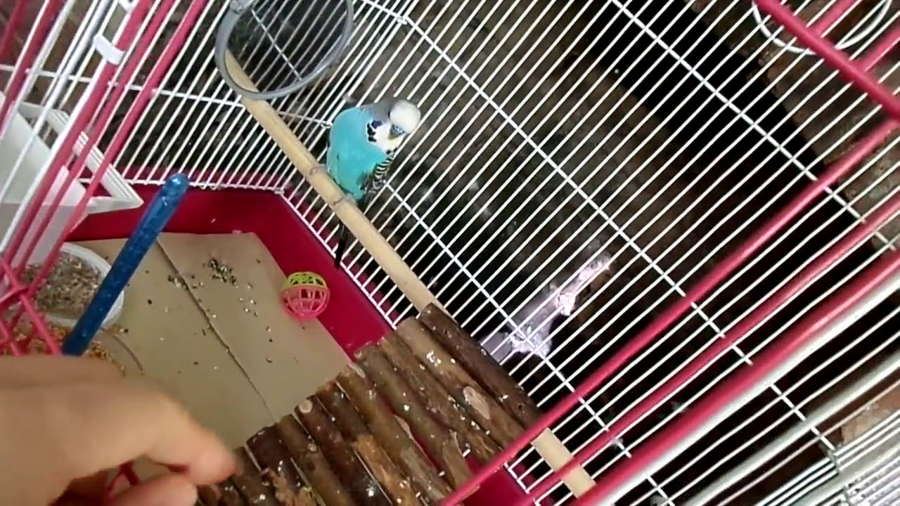 FunAndRoll Budgie and me, Knock knock by Budgie lovely bird part 3