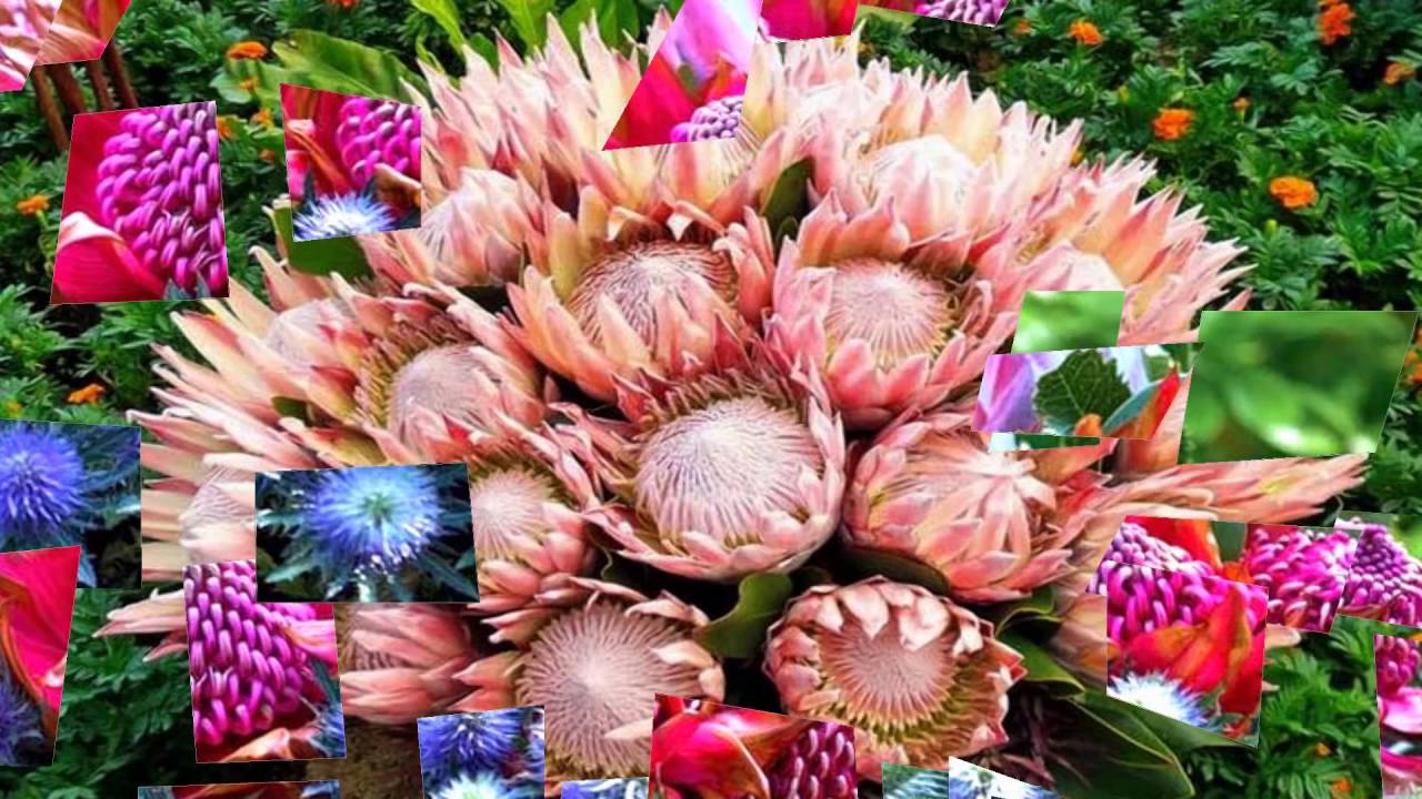 Imperial flowers (HD1080p)