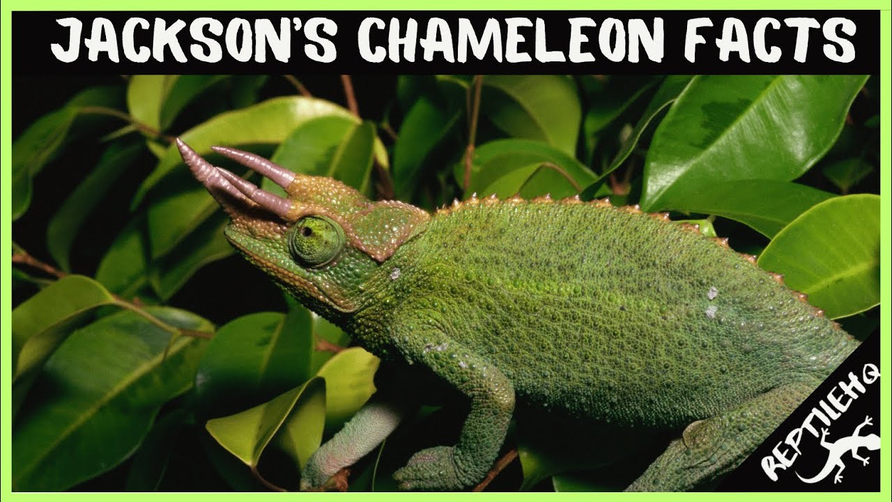 Watch to Discover 10 Amazing Facts About Jacksons Chameleon