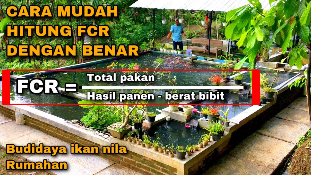 CARA MUDAH MENGHITUNG FCR IKAN DENGAN BENAR - BUDIDAYA IKAN NILA RUMAHAN