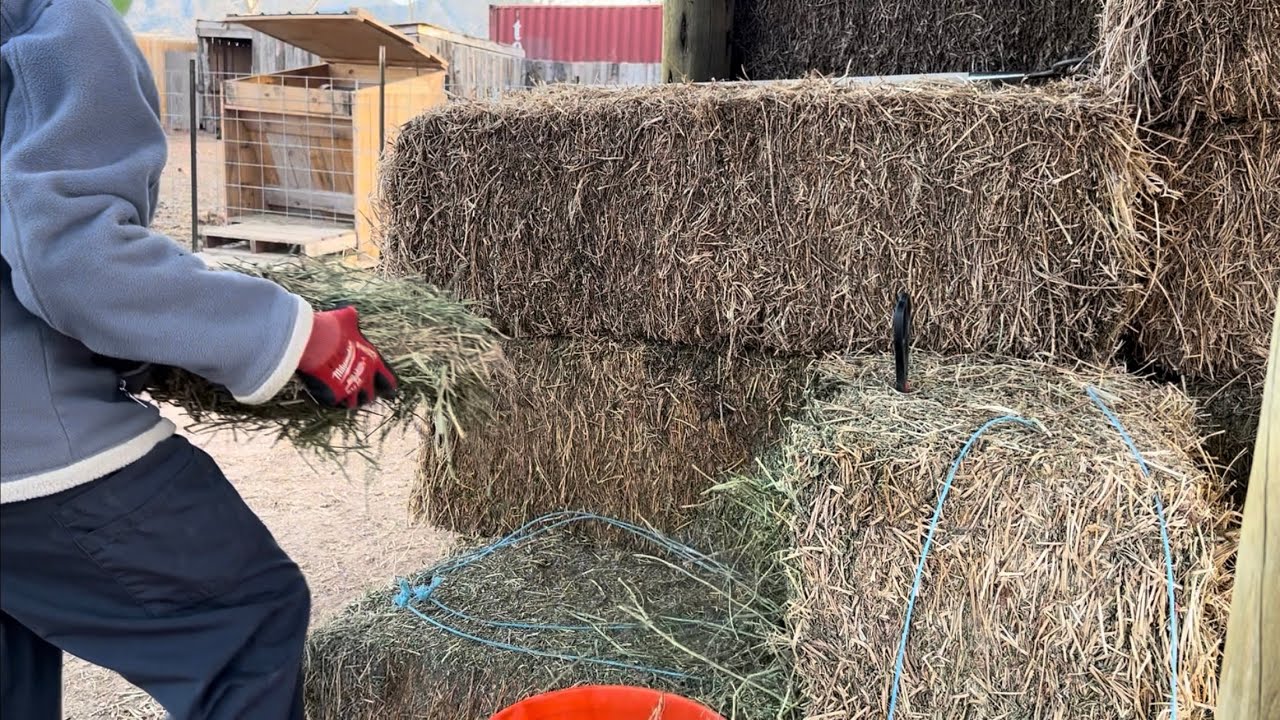 Little Greenhouse Progress & Farm Animals Are Contented 