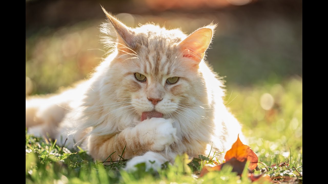 Khan ... our King of Maine Coons