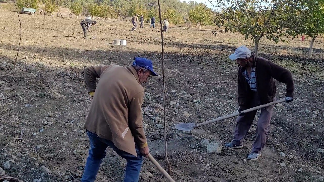 189- 1400 Rakım da Chandler Ceviz Fidanı Dikiyoruz.