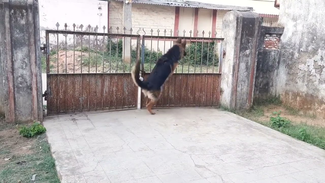 German Shepherd barking #shorts #shortvideo #doglover