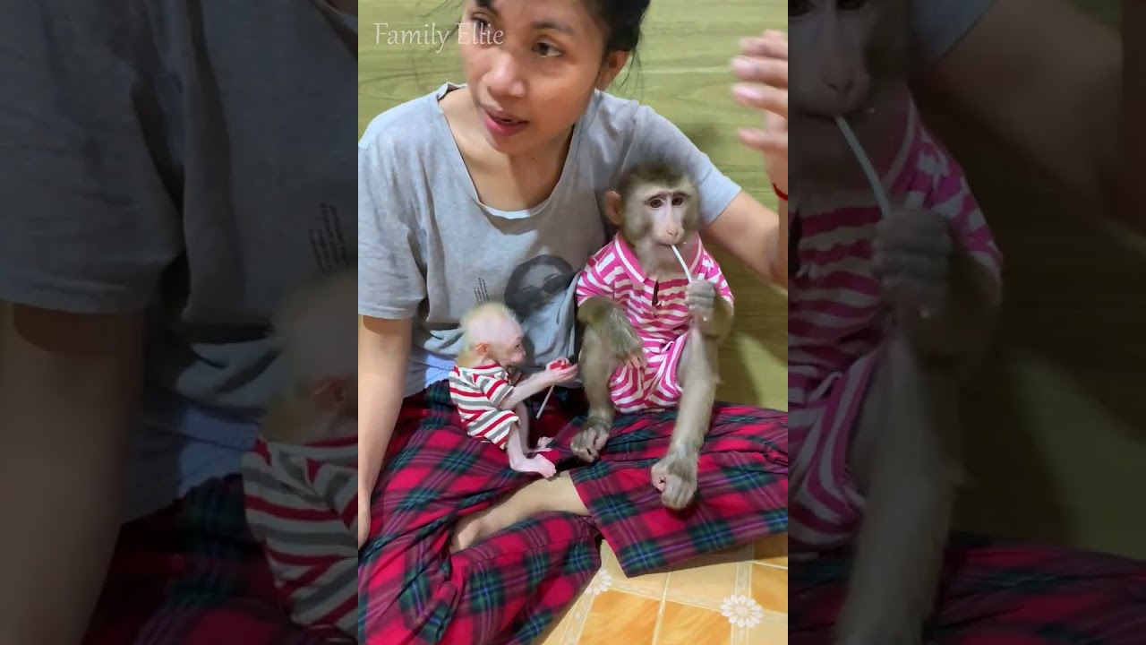 Mama Monkey Helping Baby Eat 🥰🐒 | Sweet Family Bonding Moment