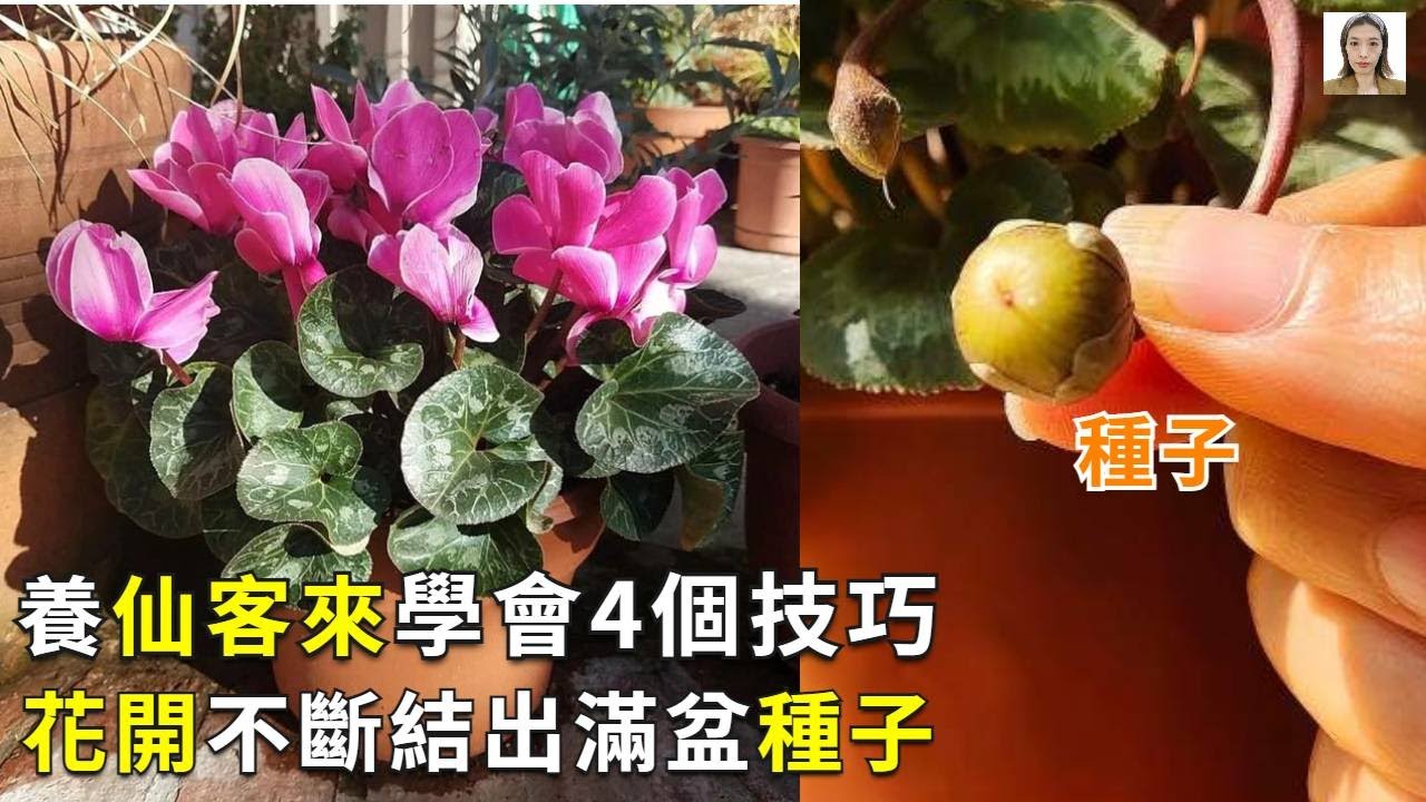 仙客兰这样养，先开花再结果，来年繁殖一大片|Cyclamen persicum|花花世界