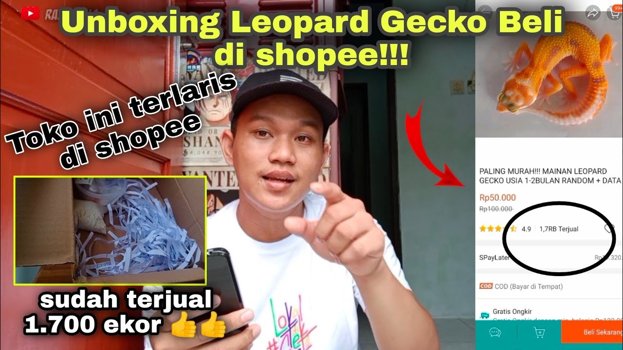 BELI LEOPARD GECKO DI SHOPEE || TERLARIS DI SHOPEE‼️