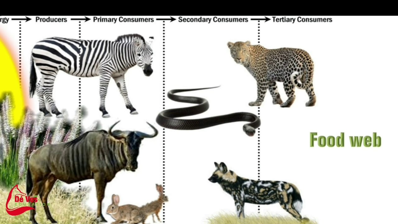 Biomes of South Africa