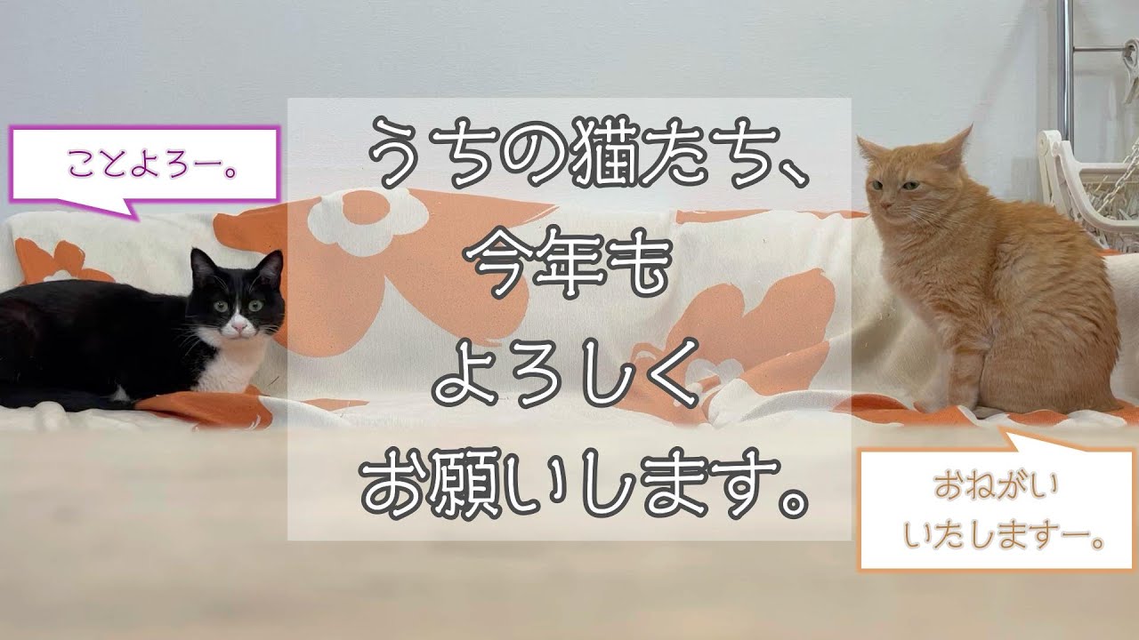 【日常】今年も２匹の距離感は相変わらず...でもよろしくお願いします。