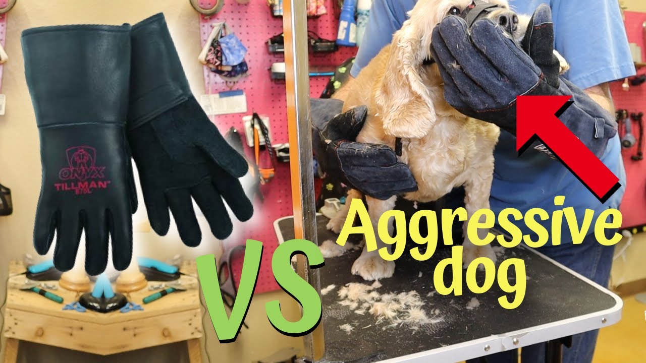 Will Gloves Protect From Aggressive Dog Grooming
