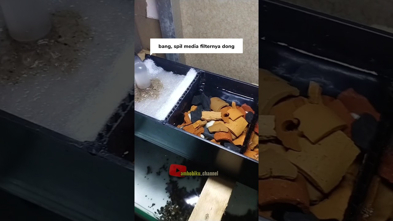 Air Aquarium Auto Jernih #mediafilter #filterakuarium