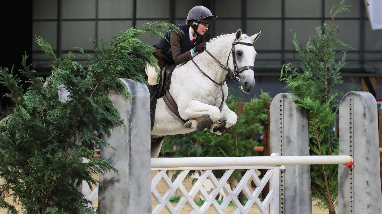 HOYS 2021 143cm WHP The Pied Piper & judging Coloureds Sunday