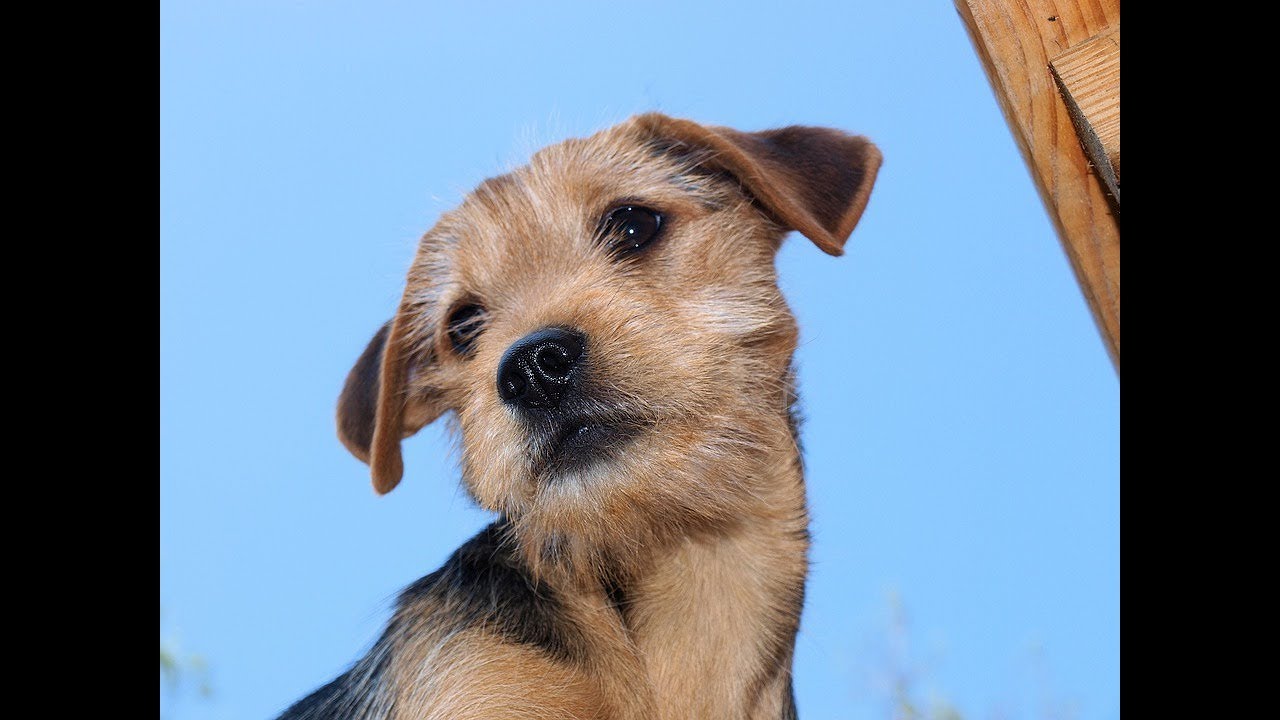 Dicas caseiras para infecção urinaria em cães