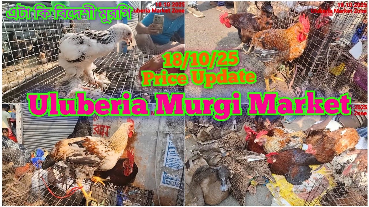 Uluberia Murgi market for uluberia market 18/10/25 price update today 