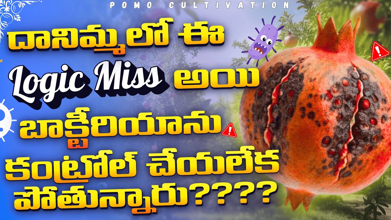 దానిమ్మలో ఈ Logic miss అయి బాక్టీరియా ను కంట్రోల్ చేయలేక పోతున్నారు????