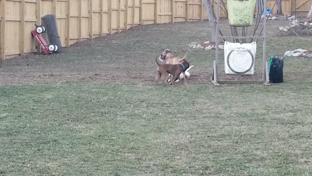 3 Dog - Energy Shift
