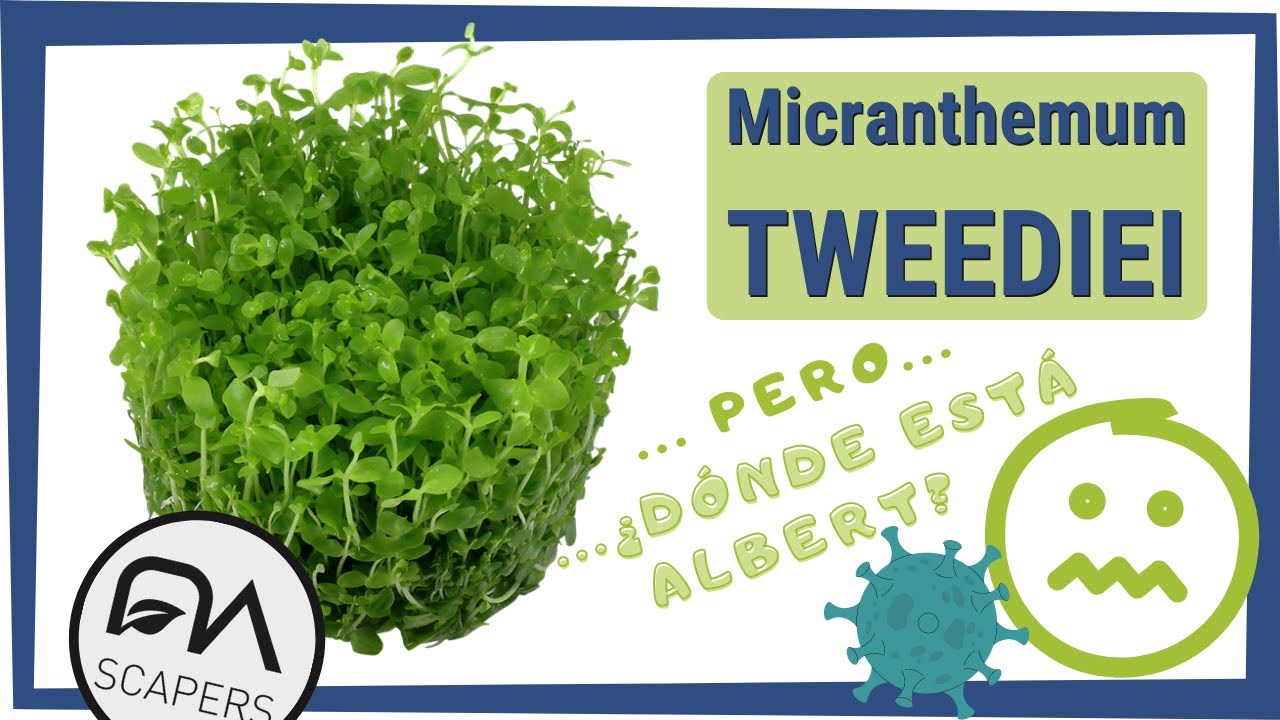 Micranthemum TWEEDIEI 