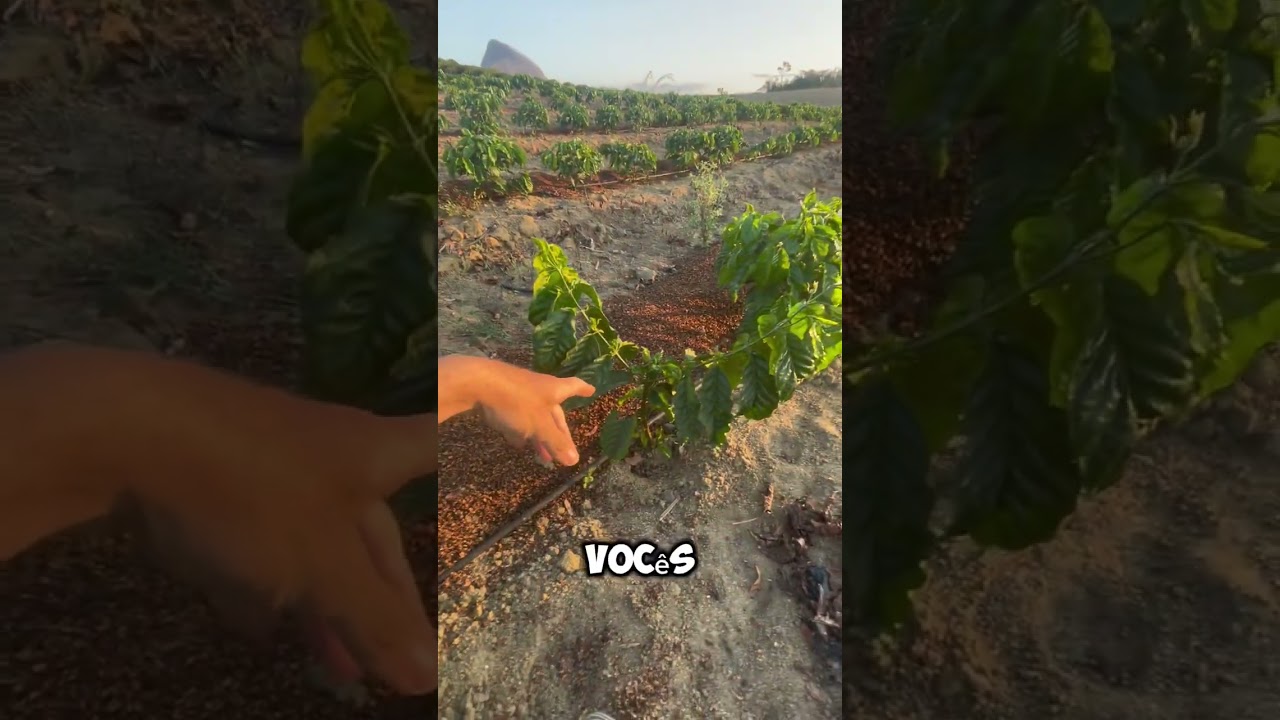 Poda apical, 2 formas e qual &eacute; a melhor?