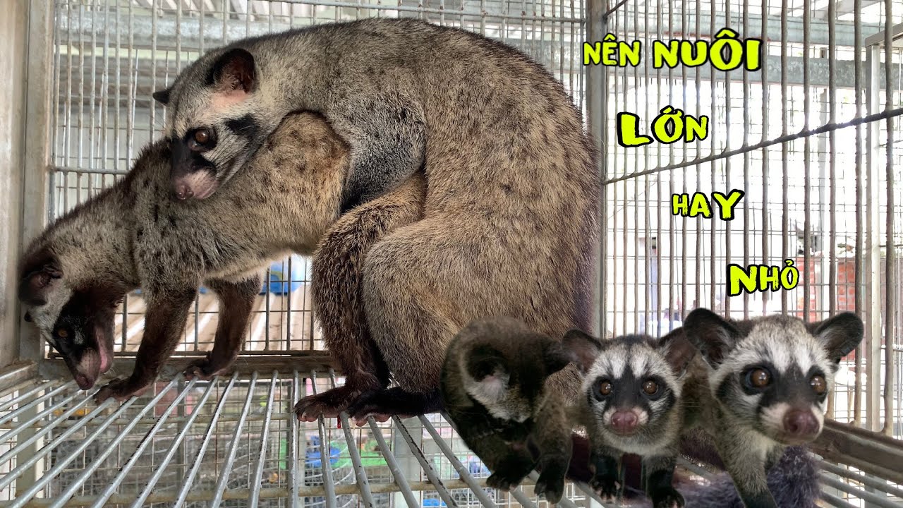 Khởi Nghiệp Nuôi Chồn Hương Nên Bắt Đầu Từ Đâu?Nuôi Ít Hay Nuôi Nhiều?/Góc Chăn Nuôi