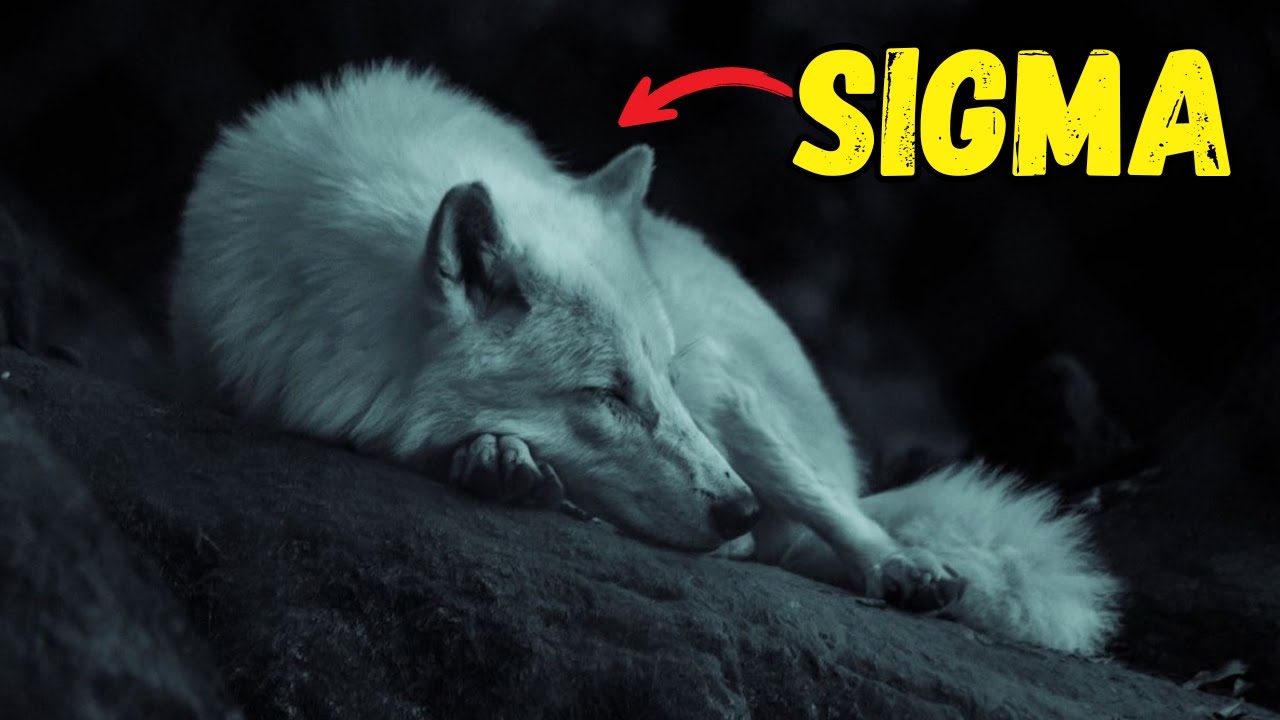 Why Are Sigma Males Known as Lone Wolves?