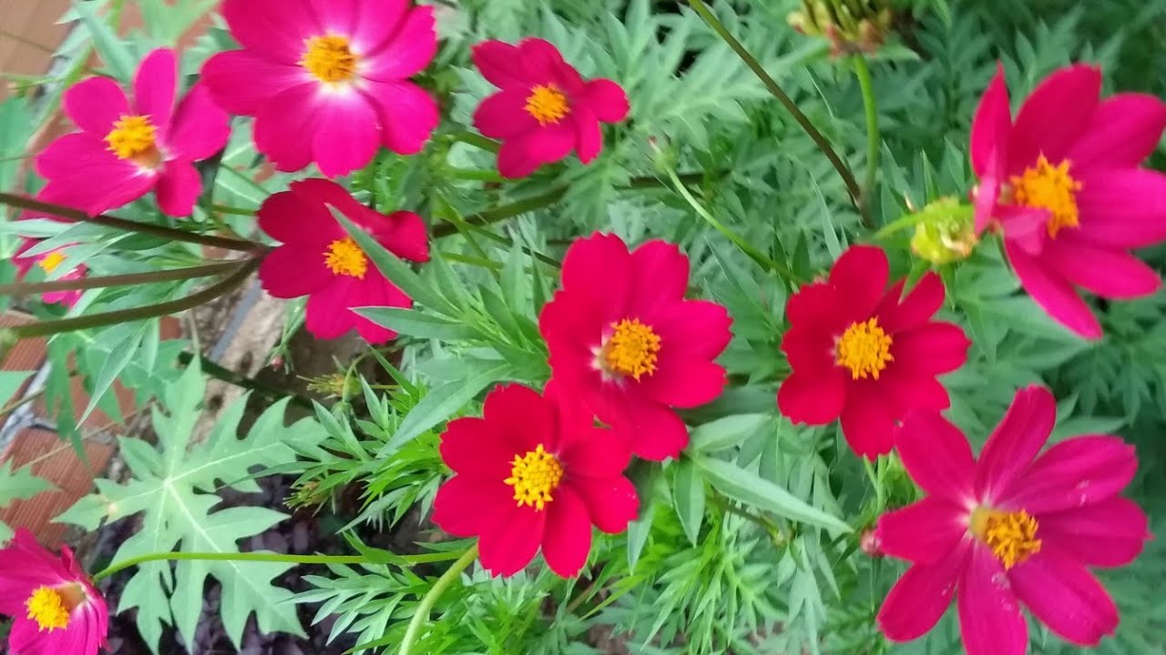 COSMOS ROSA É MUITO FÁCIL DE CULTIVAR