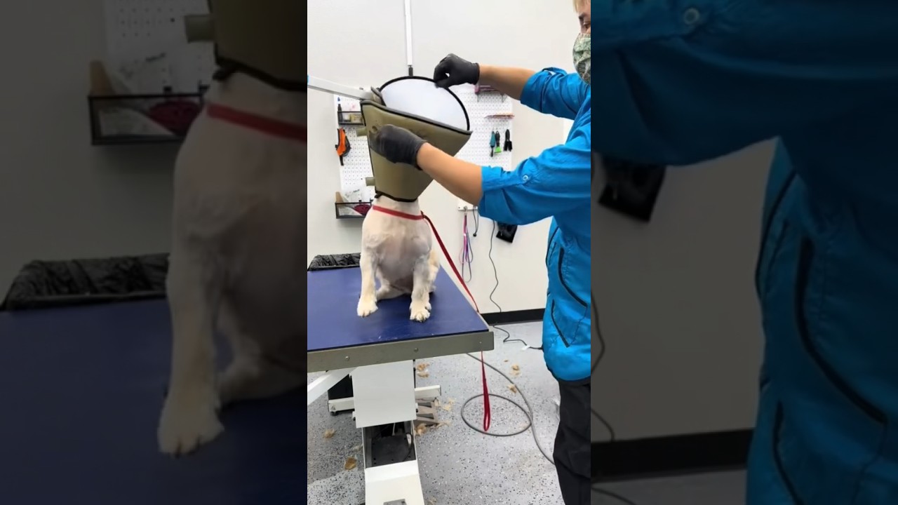 #howto determine the #best size #conehead for the #aggressive #dog shop MYFAVORITEGROOMER.com