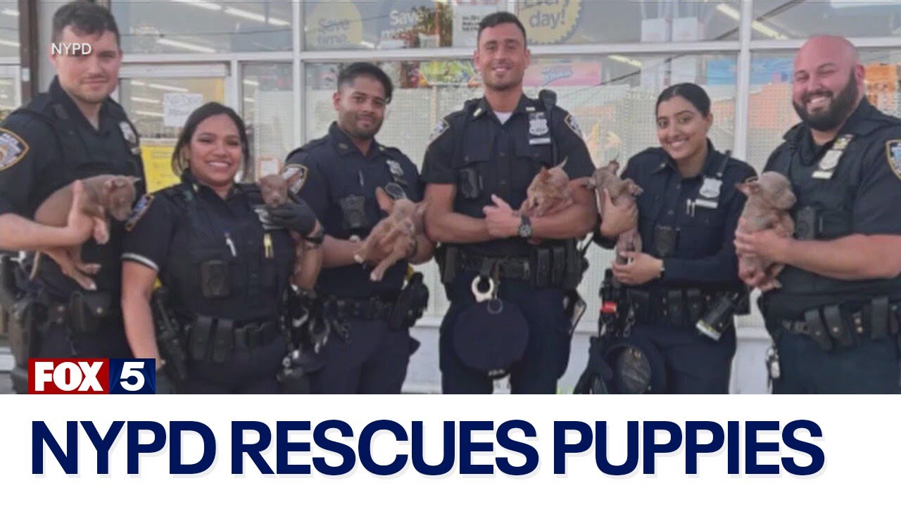 NYPD rescues puppies after woman illegally sold them inside a bag