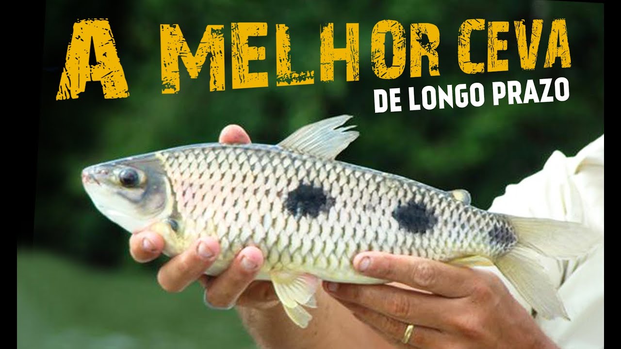 MELHOR CEVA DE LONGO PRAZO PARA PIAUS, PIAPARAS E PIAUÇUS!
