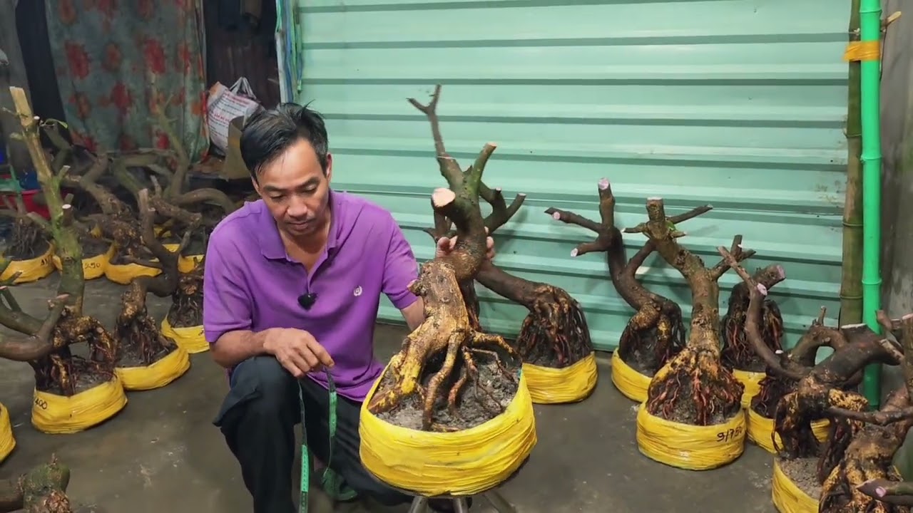 19/1 A Hiếu 0392496865 phôi mai bonsai hoành to dáng quái đế nôm đẹp giá rẻ